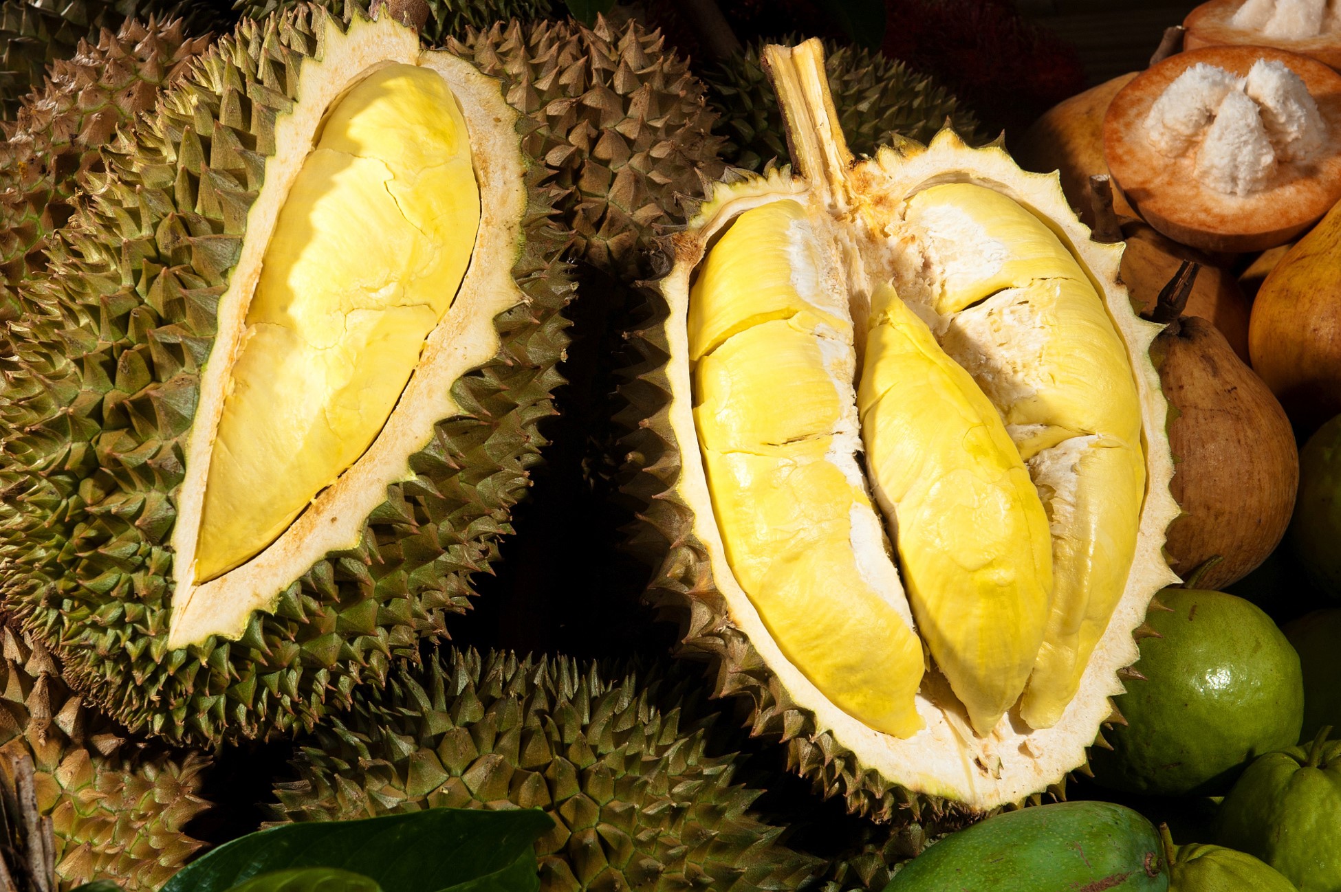 Durian Specialty Grower & Supplier Malaysia