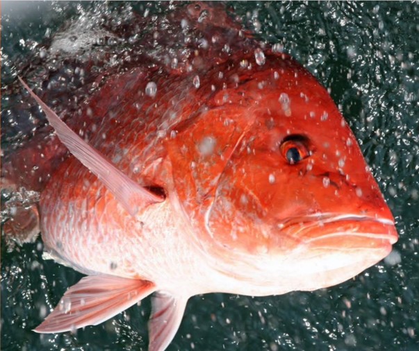 Red Snapper State of the Art Fish Farm | Panama